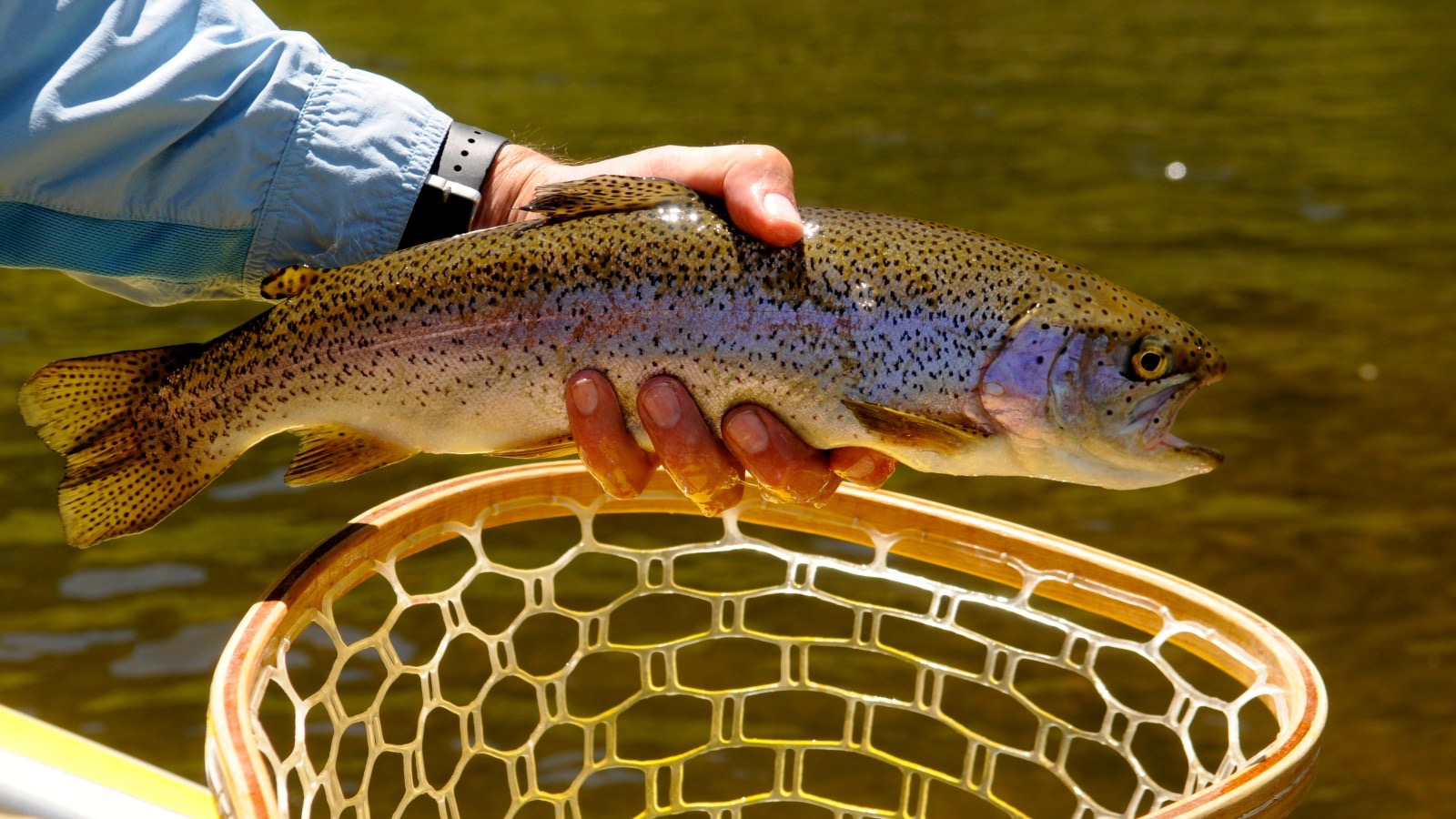 Fly fishing near Fairplay Colorado, the Trout Capital of Colorado