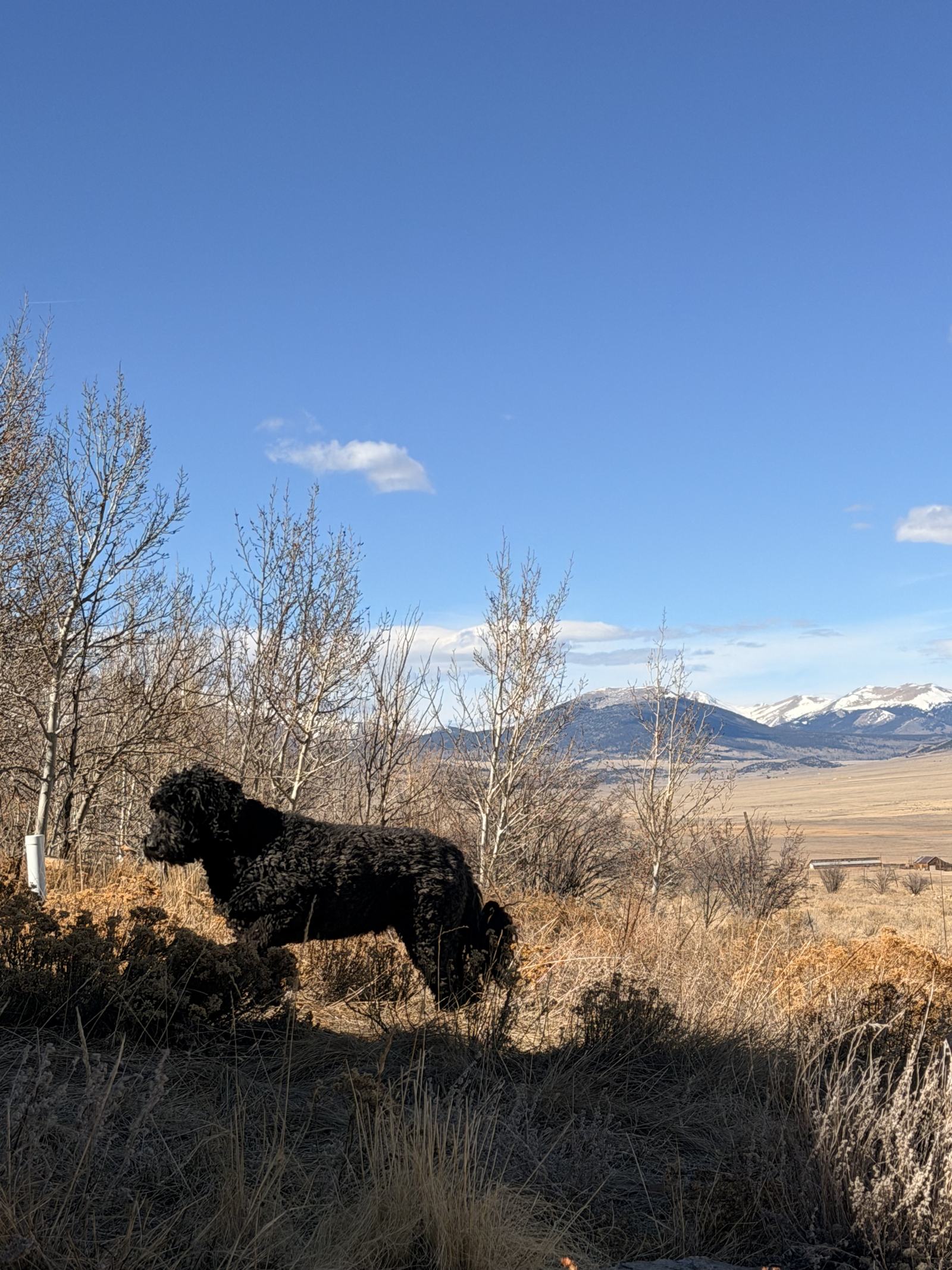 Dog looking out at the South Park mountain view from the deck at Skyfall Chalet